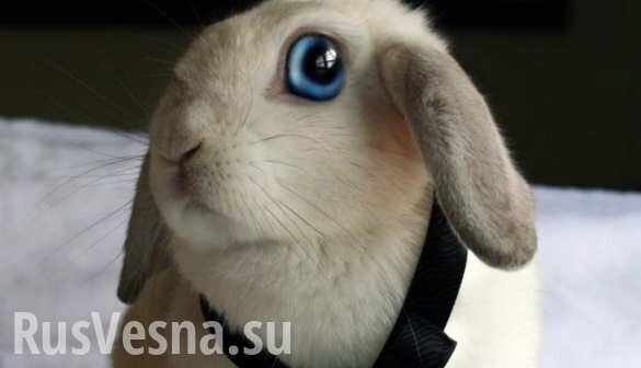 В России может появиться новый штраф для «зайцев»