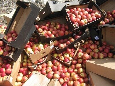 В Кургане на мусорном полигоне уничтожили 6 тонн «санкционных» яблок