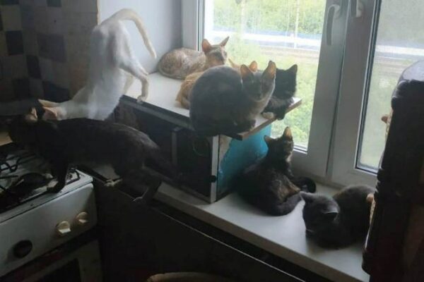 Екатеринбурженка не пускала в квартиру судебных приставов из-за 10 кошек и 15 собак