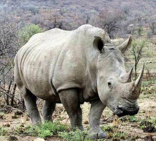 Кения начинает борьбу с браконьерами с помощью чипов на белых носорогах