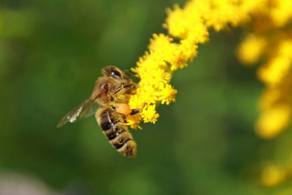 Минсельхоз: небольшая гибель пчел не повлияет на урожай