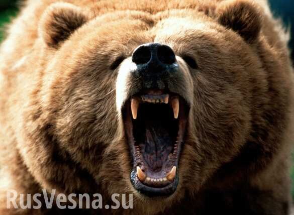 На Сахалине медведь пришёл в цех рыбного завода (ВИДЕО)