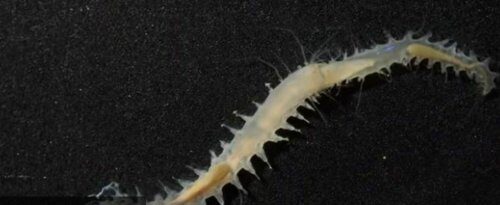 Небольшой червь способен издавать один из самых громких в океане звуков - Учёные