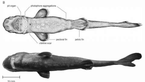 Новый вид акул обнаружен в Мексиканском заливе