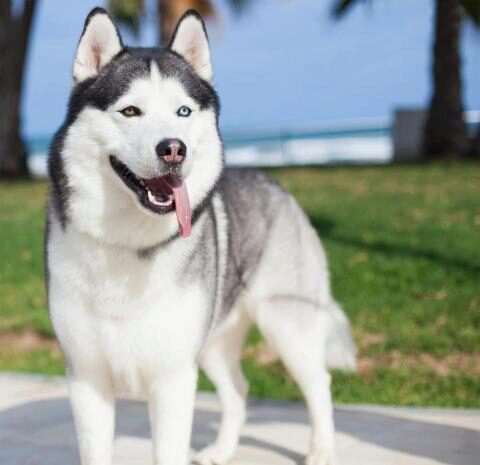 Самые красивые породы собак в мире: топ-5 крупных красавцев, которые покоряют сердца