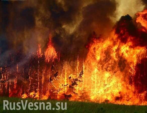 Сильный пожар в заминированном лесу у Станицы Луганской, тракторист подорвался на снаряде
