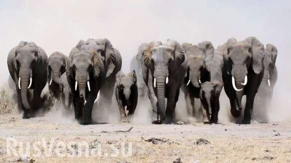 Стадо слонов жёстко расправилось с «несанкционированной» парковкой машин (ВИДЕО)