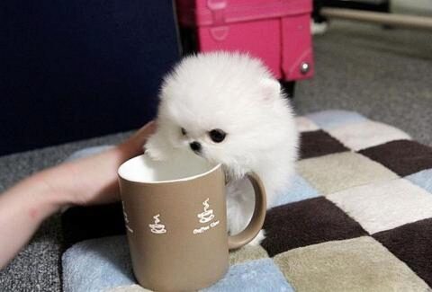 Топ-5 самых крошечных пород собак Teacup в мире: эти крошечные питомцы, размером с чайную чашку, стоят больше полмиллиона рублей