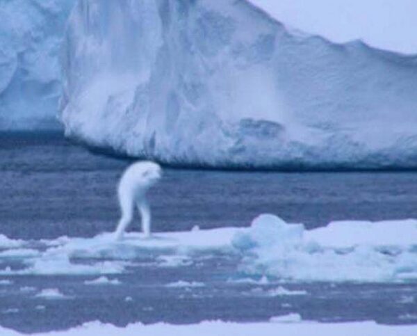 В Антарктиде обитают чудовища: стало известно о странных и зловещих обитателях материка