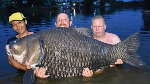 В Таиланде рыбак поймал 105-килограммового карпа