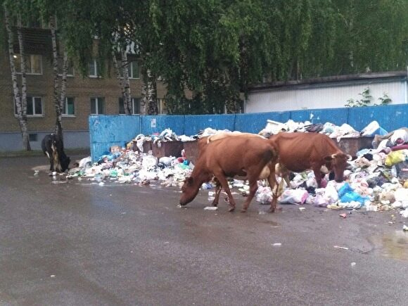В Челябинской области безнадзорные коровы бродят по помойкам и нападают на детей