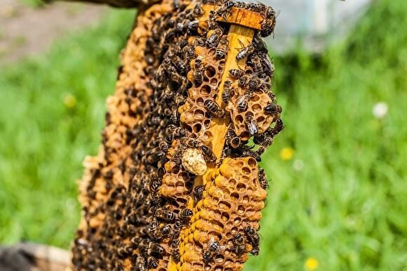 В Орловской области заведено первое в РФ уголовное дело из-за массовой гибели пчел
