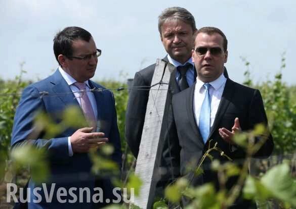Выращивание винограда назвали самым прибыльным агробизнесом в России