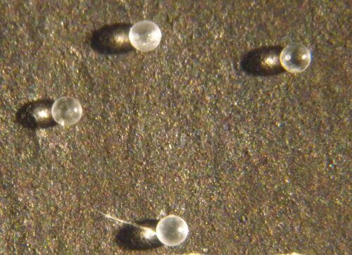 Американские учёные обнаружили кусочки древнего метеорита в останках моллюсков