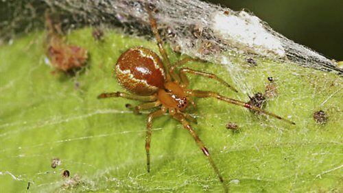 Глобальное потепление провоцирует колонии агрессивных пауков на распространение – Учёные