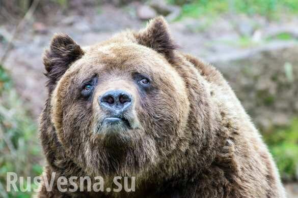 Голодный медведь задрал 12 лошадей депутата Госдумы (ВИДЕО)
