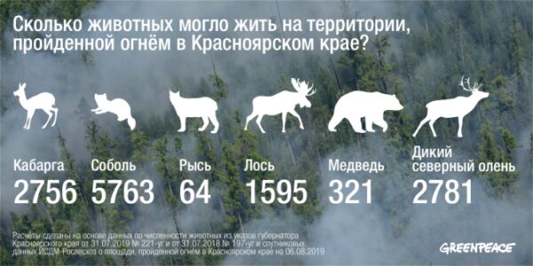 Greenpeace: от лесных пожаров в Сибири пострадали 13 тыс. особей животных