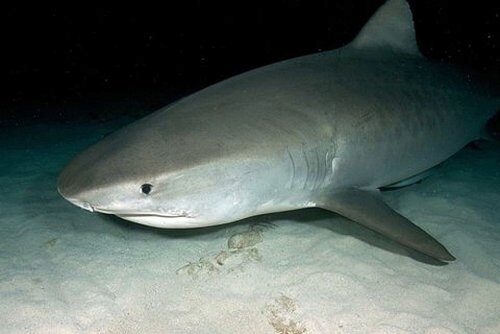 Ихтиологи Флориды стали маркировать акул в естественной среде их обитания