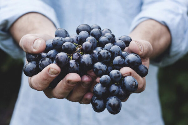 Красное вино плодотворно влияет на здоровье кишечника