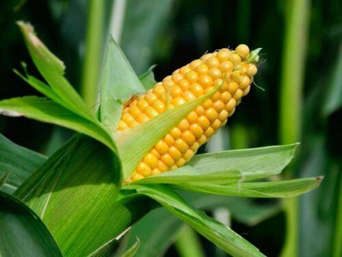 Медики назвали пять причин включения кукурузы в повседневный рацион