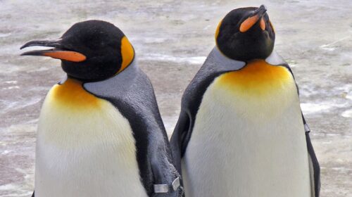 Однополая пара пингвинов в берлинском зоопарке «усыновила» брошенное самкой яйцо