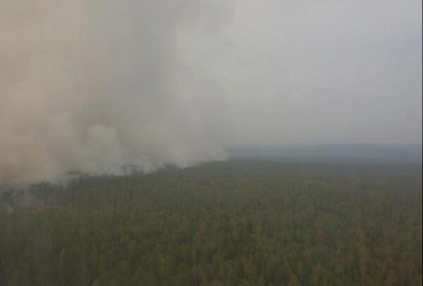 По фактам лесных пожаров в России возбуждено свыше 270 уголовных дел