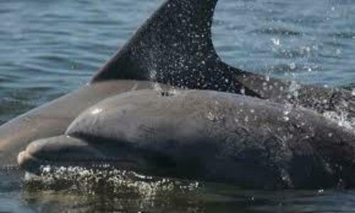 «Почему они голодали перед смертью?»: Киты и дельфины массово гибнут у берегов Тосканы