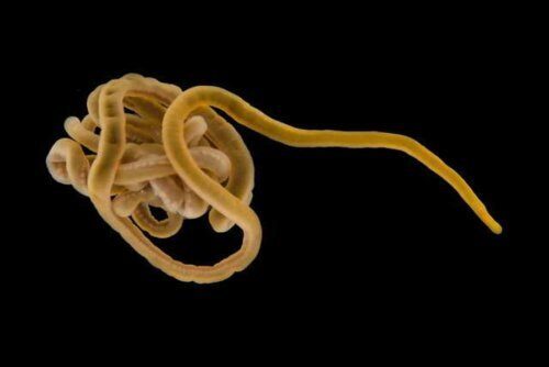 Смертельно опасный червь перекочевал из Тихого океана в воды Британии - Учёные