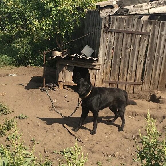 Собака насмерть загрызла годовалого ребенка в Волгоградской области