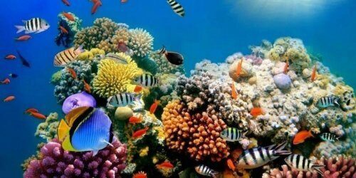 Учёные намерены реанимировать умирающие виды кораллов в лабораторных аквариумах
