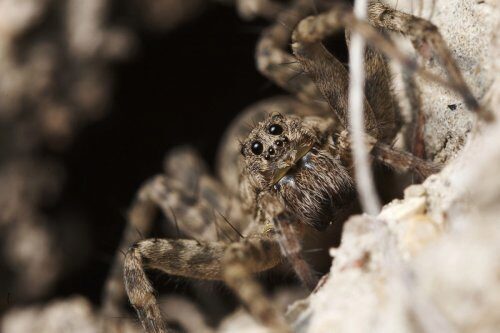 Учёные обнаружили в горах Алтая новый вид паука-волка