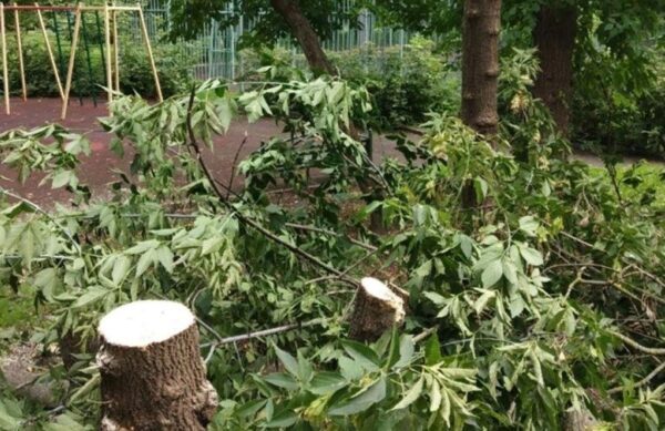 В Москве жители пресекли вырубку деревьев в сквере возле своих домов
