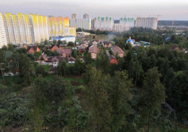 В поселке Московской области уничтожают липовую рощу несмотря на отсутствие разрешения на вырубку деревьев