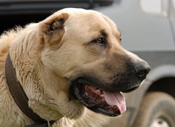 В России предложили ввести уголовное наказание для хозяев за нападение собак