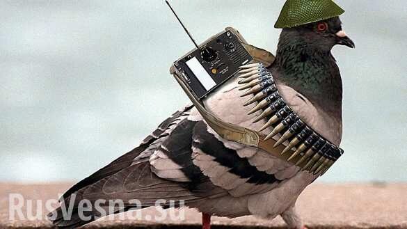 ЦРУ расскретило документы о подготовке «боевых голубей» для борьбы с СССР
