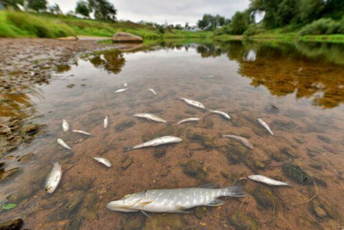 Экологи бьют тревогу: В озере Каспля под Смоленском погибла вся рыба