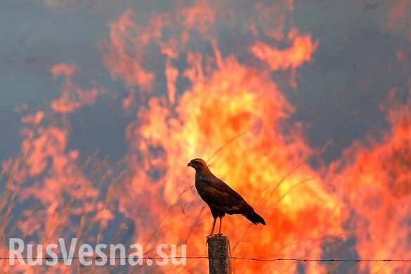 Истинные герои: Сотрудники МЧС спасли от огня животных из ТЦ в Грозном