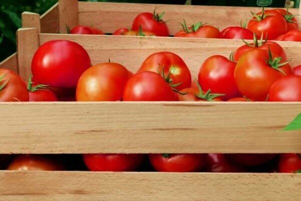 Как сохранить помидоры на зиму в домашних условиях: секреты и способы хранения свежих томатов до весны