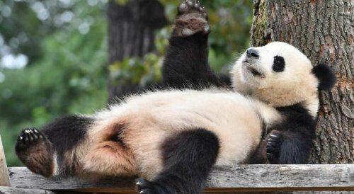 Китай собирается клонировать панд с помощью самок бурых медведей