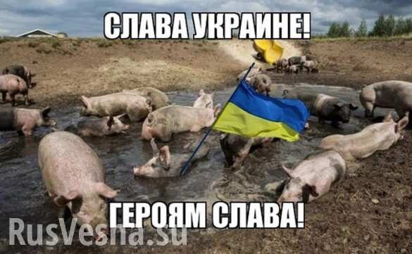 На Донбассе предупреждают: Чёрный реформатор загонит Украину ещё глубже в выгребную яму