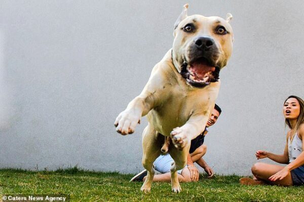 Пёс по кличке Тора испортил предсвадебные фото, но интернет пришёл в восторг