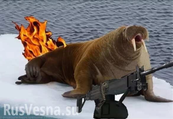 «Шок-сенсация»: как морж уничтожил десантный катер ВМФ России рассказали на Западе (ФОТО, ВИДЕО)