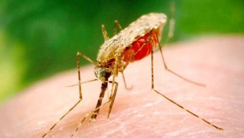 Учёные нашли способ полностью победить малярию