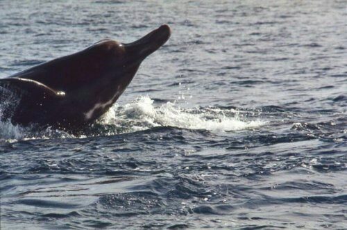 Учёные нашли у побережья Хоккайдо новый вид китов