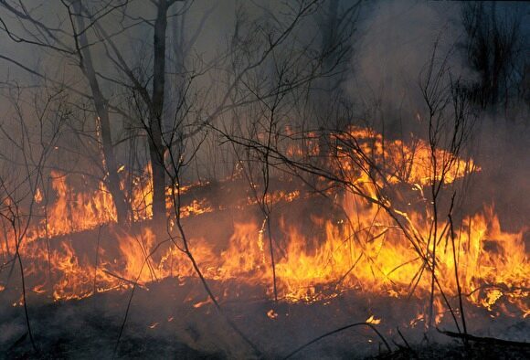 В Думу внесен закон о передаче полномочий по тушению лесных пожаров на федеральный уровень
