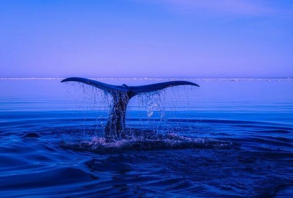 Биологи сняли уникальное видео об охоте горбатых китов