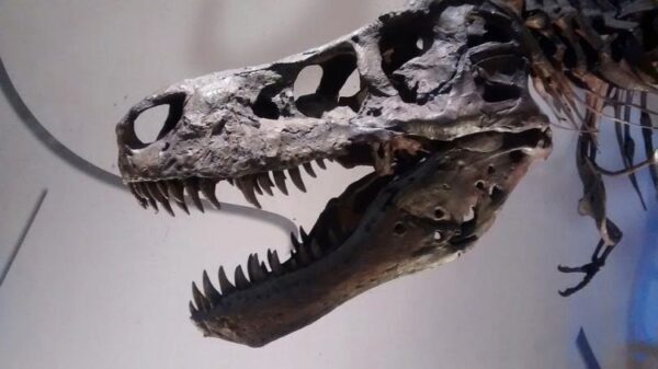 Исследователи определили силу укуса тираннозавра