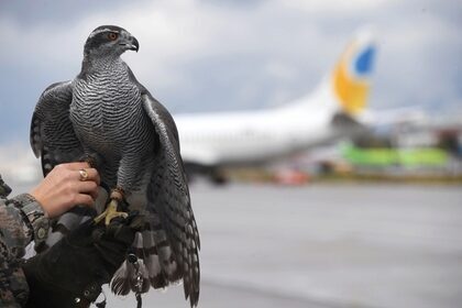 Как изменения климата повлияли на популяцию хищных птиц?