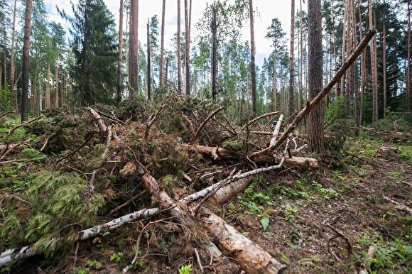 Курганская области создает управление лесами, 12 лесничеств региона будут реорганизованы