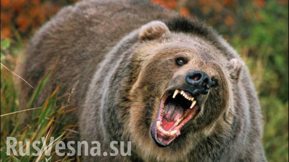 Медведь убил экс-депутата в Якутии